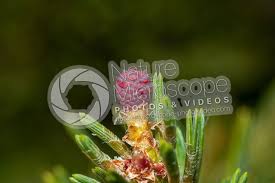 Attēlu rezultāti vaicājumam “Pinus sylvestris female flower”