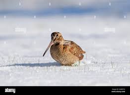 Attēlu rezultāti vaicājumam “Scolopax rusticola”