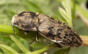 Attēlu rezultāti vaicājumam “Prosternon tessellatum”