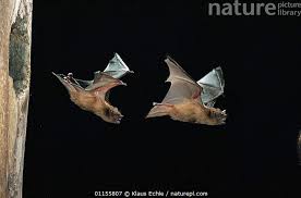 Attēlu rezultāti vaicājumam “Nyctalus noctula”