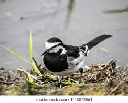 Attēlu rezultāti vaicājumam “Motacilla alba adult”