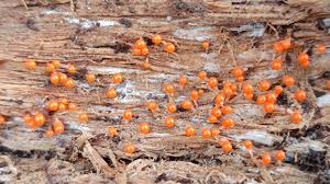 Attēlu rezultāti vaicājumam “Hemitrichia decipiens”