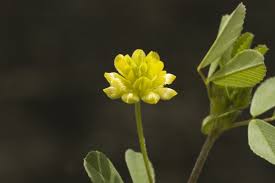 Attēlu rezultāti vaicājumam “Trifolium dubium”