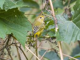 Image result for Dendroica petechia