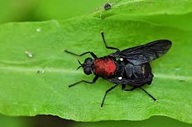 Attēlu rezultāti vaicājumam “Clitellaria ephippium”