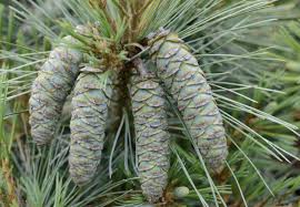 Attēlu rezultāti vaicājumam “Pinus strobus fruit”