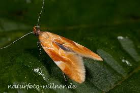 Attēlu rezultāti vaicājumam “Epicallima formosella”