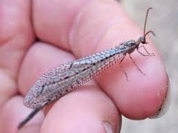 Attēlu rezultāti vaicājumam “Myrmeleontidae”