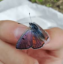 Attēlu rezultāti vaicājumam “Lycaena alciphron”