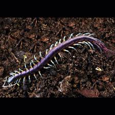 Attēlu rezultāti vaicājumam “Chilopoda”