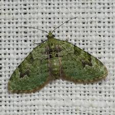 Attēlu rezultāti vaicājumam “Chloroclystis v-ata”