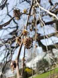 Attēlu rezultāti vaicājumam “Ulmus glabra flower”
