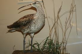 Image result for Numenius borealis