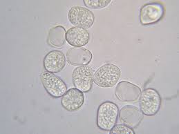 Attēlu rezultāti vaicājumam “Ochropsora ariae”