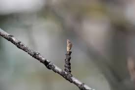 Attēlu rezultāti vaicājumam “Hamamelis japonica bud”