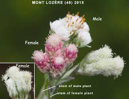 Attēlu rezultāti vaicājumam “Antennaria dioica male flower”