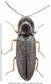 Attēlu rezultāti vaicājumam “Cardiophorus ruficollis”