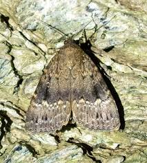 Attēlu rezultāti vaicājumam “Amphipyra”