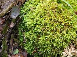 Attēlu rezultāti vaicājumam “Isothecium alopecuroides”