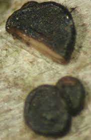 Attēlu rezultāti vaicājumam “Bacidia subincompta”