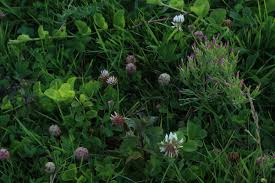 Attēlu rezultāti vaicājumam “Centaurium littorale leaf”