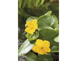 Image result for Seekanne