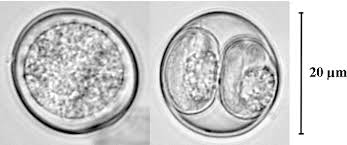 Attēlu rezultāti vaicājumam “Erinaceus sp.”