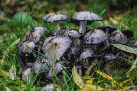 Attēlu rezultāti vaicājumam “Coprinus atramentarius”