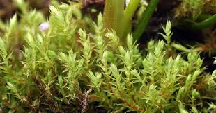 Attēlu rezultāti vaicājumam “Philonotis marchica macro”