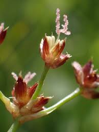 Attēlu rezultāti vaicājumam “Juncus bulbosus flower”
