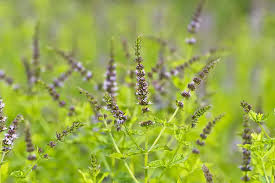Attēlu rezultāti vaicājumam “Mentha x verticillata leaf”