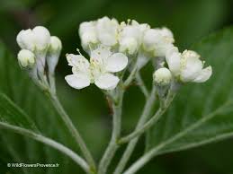 Attēlu rezultāti vaicājumam “Sorbus aria”