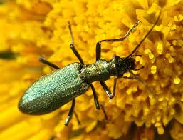Attēlu rezultāti vaicājumam “Chrysanthia viridissima”