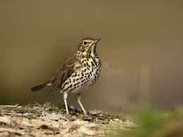 Attēlu rezultāti vaicājumam “Turdus philomelos juvenile”