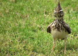 Attēlu rezultāti vaicājumam “Galerida cristata”