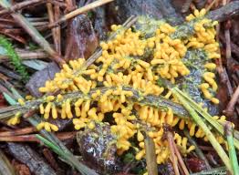 Attēlu rezultāti vaicājumam “Trichia erecta”