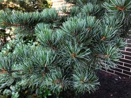 Attēlu rezultāti vaicājumam “Pinus pumila”