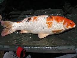 Image result for Cyprinus multitaeniatus