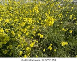 Attēlu rezultāti vaicājumam “Sinapis arvensis flower”