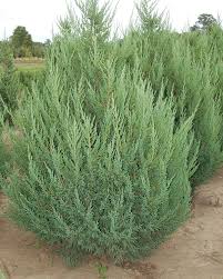 Attēlu rezultāti vaicājumam “Juniperus chinensis”