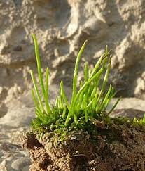 Attēlu rezultāti vaicājumam “Anthocerotopsida”