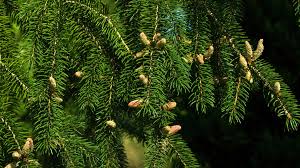 Attēlu rezultāti vaicājumam “Picea abies male flower”