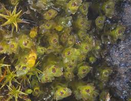 Attēlu rezultāti vaicājumam “Scapania”