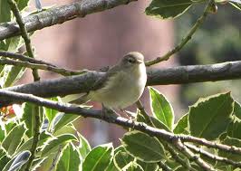Attēlu rezultāti vaicājumam “Phylloscopus collybita adult”