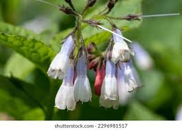 Attēlu rezultāti vaicājumam “Symphytum grandiflorum”