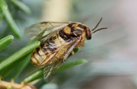 Attēlu rezultāti vaicājumam “Diprion pini female”