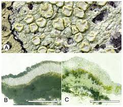 Attēlu rezultāti vaicājumam “Lecanora albella”
