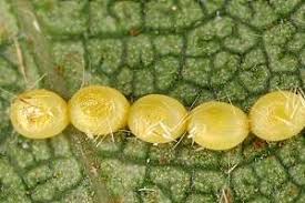 Attēlu rezultāti vaicājumam “Falcaria lacertinaria”