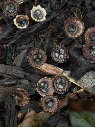 Attēlu rezultāti vaicājumam “Cyathus striatus”