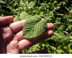 Attēlu rezultāti vaicājumam “Mentha x piperita leaf”